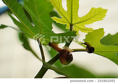 snail snail 103862085
