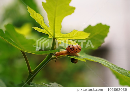snail snail 103862086