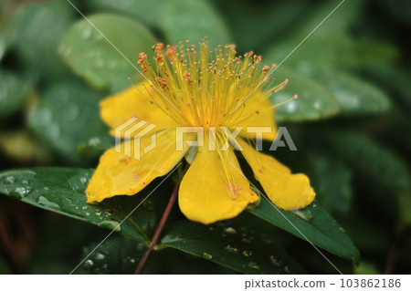 西洋金絲梅與水滴 103862186