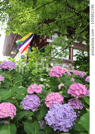Chishaku-in, Higashiyama-ku, Kyoto City, Shichijo Station along the Keihan Line, World Heritage Site, Hydrangea Hydrangea Garden, Hydrangea Festival 103862196