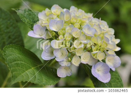 hydrangea hydrangea 103862465