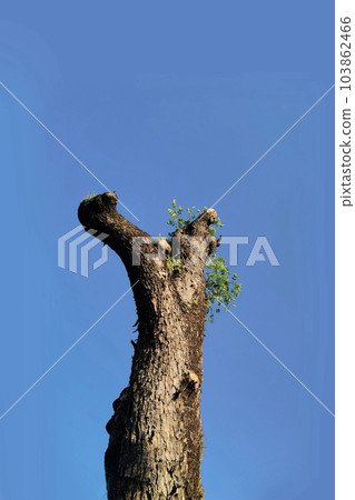 Landscape the big tree  103862466