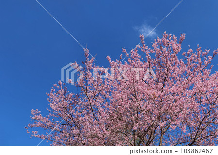 Phaya suae flower  103862467