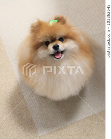 Round pomeranian best sale