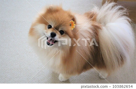 全身毛茸茸的博美犬正微笑著抬頭 全身毛茸茸的博美犬正微笑著抬頭 103862654