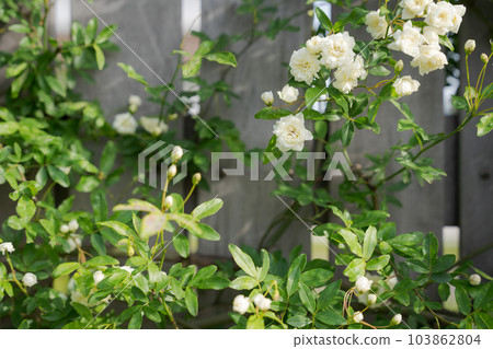 Photo of Mokkoubara and fence Photo of Mokkoubara and fence 103862804