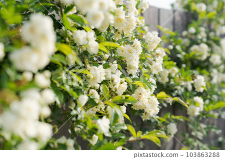 Photo of Mokkoubara and fence 103863288