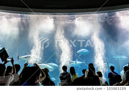 開賽海濱水族館 開賽海濱水族館 103863289