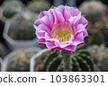Cactus with flowers called "Echinopsis hybrid angel" 103863301