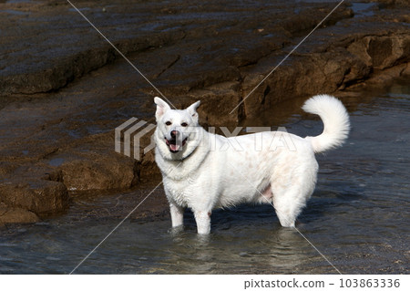 dog for a walk in the city park 103863336