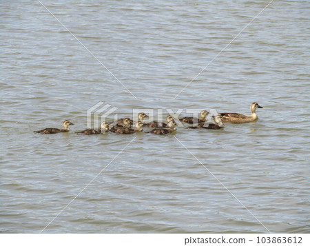 A large family of spot-billed ducks swimming in harmony 103863612