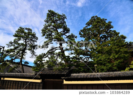 Stunning pine trees and blue sky in an old private house Stunning pine trees and blue sky in an old private house 103864289