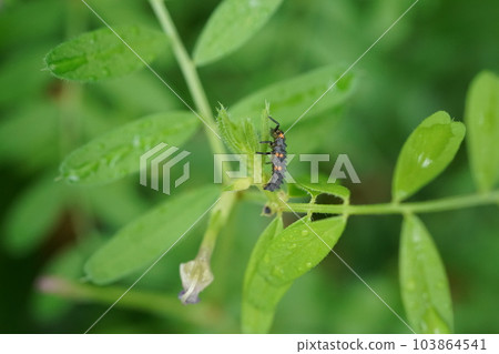 Ladybird larvae Ladybird larvae 103864541