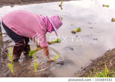 Farmer transplant rice seedlings in rice terraced field at Ban Pa Bong Piang, Chiang mai, the north of thailand. Farmer transplant rice seedlings in rice terraced field at Ban Pa Bong Piang, Chiang mai, the north of thailand. 103864581