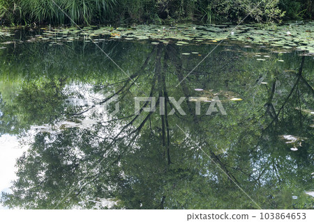 木山森林公園池塘睡蓮 木山森林公園池塘睡蓮 103864653