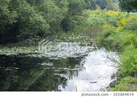 Kiyama Forest Park Pond Water Lily Kiyama Forest Park Pond Water Lily 103864654