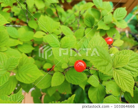 鮮紅的李子 103864666