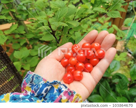 鮮紅色的水果自家種植的 Yusurume 李子 鮮紅色的水果自家種植的 Yusurume 李子 103864670