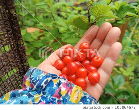 鮮紅色的水果自家種植的 Yusurume 李子 鮮紅色的水果自家種植的 Yusurume 李子 103864672