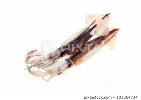 烏賊 烏賊 103864734