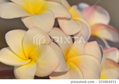 Plumeria 103864833