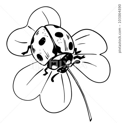 Sketch style ladybug crawling on trefoil leaf black lineart isolated on white background Sketch style ladybug crawling on trefoil leaf black lineart isolated on white background 103864890