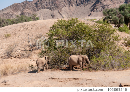 Desert Elephant in Namibia Desert Elephant in Namibia 103865246