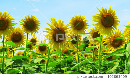 Scenery of a sunflower field near the roadside station "Orai Hasunuma" Scenery of a sunflower field near the roadside station "Orai Hasunuma" 103865409