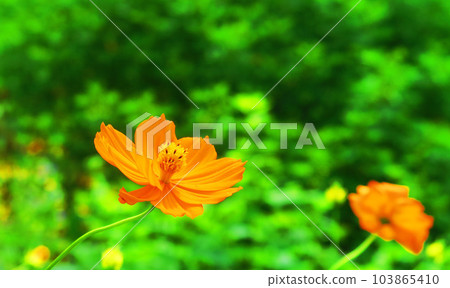 Yellow cosmos and fresh green scenery 103865410