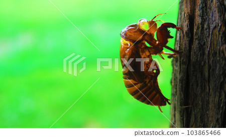 蟬殼粘在樹上的風景 103865466