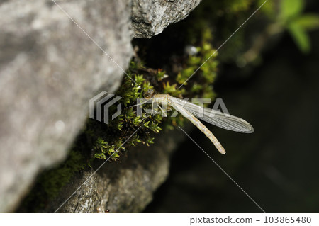 Black dragonfly just after emergence 103865480