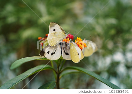 butterfly butterfly 103865491
