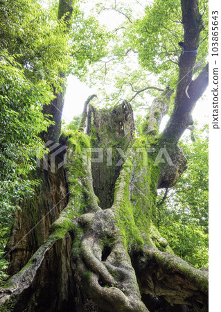 Giant camphor tree in Tsukazaki (Takeo City, Saga Prefecture), the third largest tree in Saga Prefecture 103865643