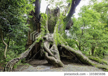 Giant camphor tree in Tsukazaki (Takeo City, Saga Prefecture), the third largest tree in Saga Prefecture 103865696