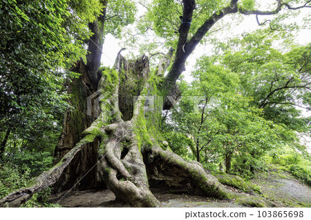 Giant camphor tree in Tsukazaki (Takeo City, Saga Prefecture), the third largest tree in Saga Prefecture Giant camphor tree in Tsukazaki (Takeo City, Saga Prefecture), the third largest tree in Saga Prefecture 103865698