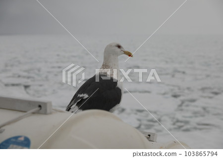 Seagull Seagull 103865794