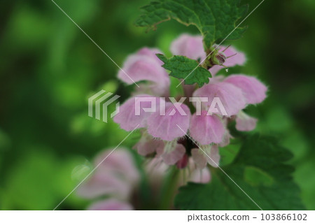 Spring wild grass-dead-nettle 103866102