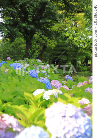 Sumida Park Hydrangea Road Sumida Park Hydrangea Road 103866140