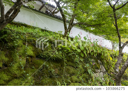 京都大原三千院秋海藻 京都大原三千院秋海藻 103866275