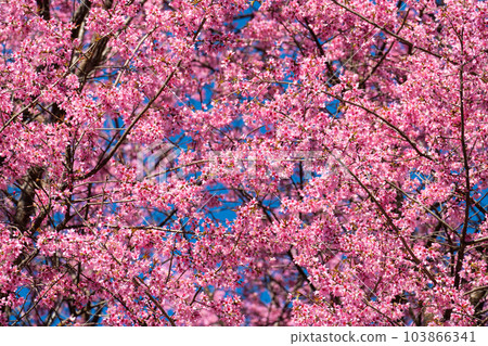 Beautiful pink wild himalayan cherry blossom. Beautiful pink wild himalayan cherry blossom. 103866341
