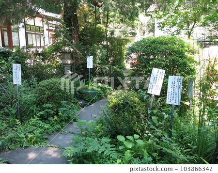 Manyo Botanical Garden in Musashi Kokubunji, Kokubunji City Manyo Botanical Garden in Musashi Kokubunji, Kokubunji City 103866342