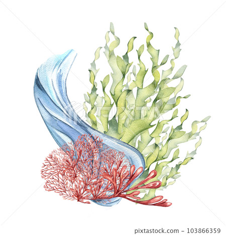 Sea plants and water splash watercolor illustration isolated on white background. Pink agar agar seaweed, laminaria hand drawn. Design element for package, label, wrapping, marine collection 103866359
