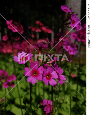 Clinic Clinic 103866396