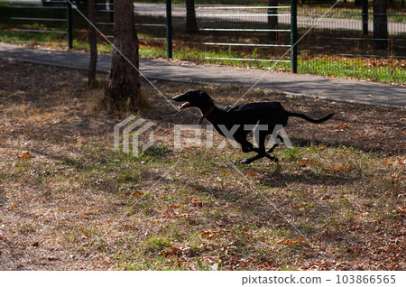 Tazy. Central Asian Greyhound runs for a walk in autumn.  103866565