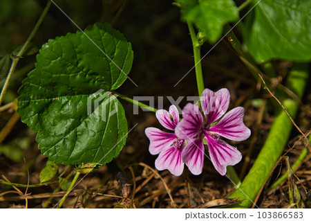 Flowers around the library in spring Flowers around the library in spring 103866583