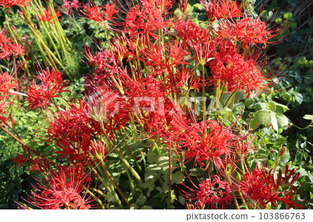 Vermillion Higanbana 6, said to be a flower that blooms in heaven 103866763