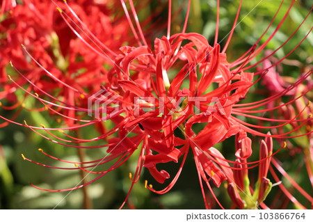 Vermilion Higanbanana 4，據說是開在天上的花 103866764