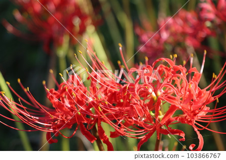 Vermillion Higanbanana, said to be a flower that blooms in heaven 103866767