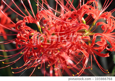 Vermillion Higanbanana 1, said to be a flower that blooms in heaven 103866768