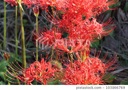 Vermilion amaryllidacea, said to be a flower that blooms in heaven 103866769